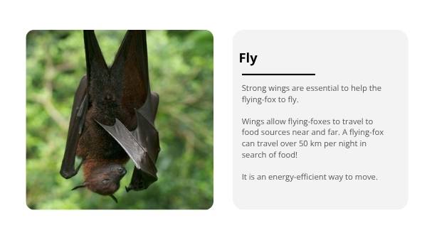 Uses for Wings Education Presentation — slide 8