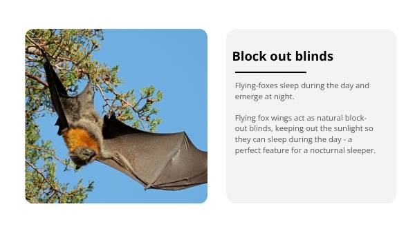 Uses for Wings Education Presentation — slide 9
