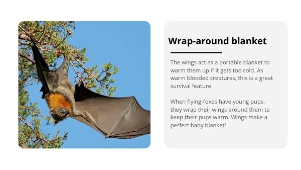 Uses for Wings Education Presentation — slide 10