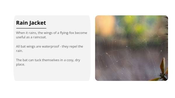 Uses for Wings Education Presentation — slide 11