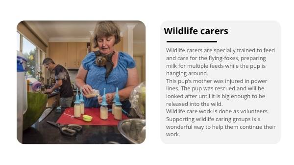 Uses for Wings Education Presentation — slide 12