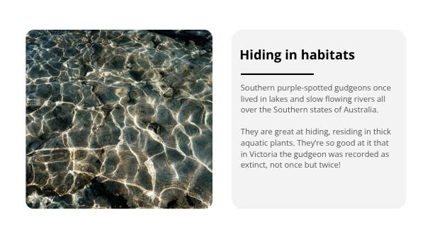 Back from the Brink Education Presentation — slide 8