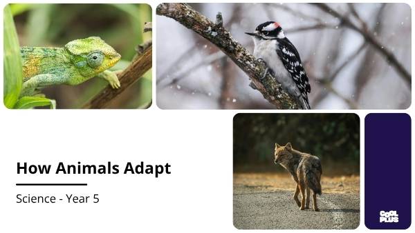 How Animals Adapt Education Presentation — slide 1