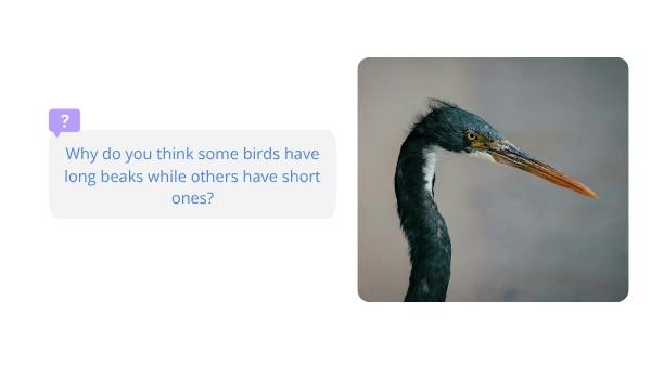 How Animals Adapt Education Presentation — slide 3