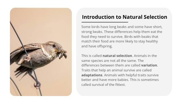 How Animals Adapt Education Presentation — slide 4