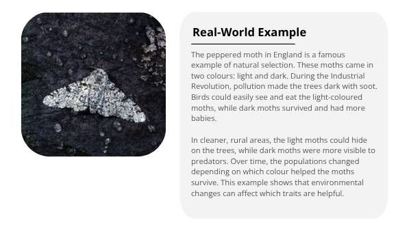 How Animals Adapt Education Presentation — slide 6