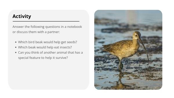 How Animals Adapt Education Presentation — slide 7