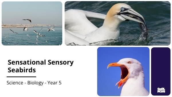 Sensational Sensory Seabirds Education Presentation — slide 1