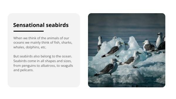 Sensational Sensory Seabirds Education Presentation — slide 3