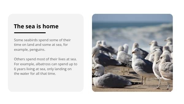 Sensational Sensory Seabirds Education Presentation — slide 4