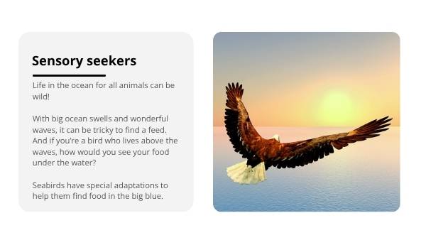 Sensational Sensory Seabirds Education Presentation — slide 5