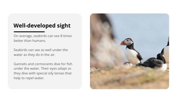Sensational Sensory Seabirds Education Presentation — slide 6
