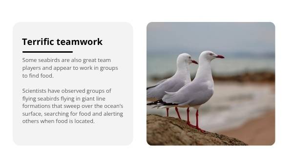 Sensational Sensory Seabirds Education Presentation — slide 7