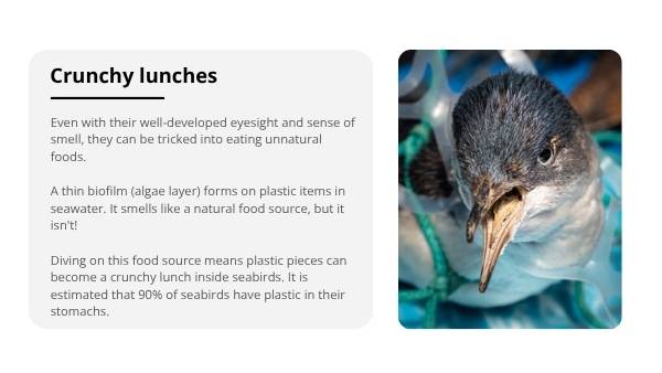Sensational Sensory Seabirds Education Presentation — slide 8