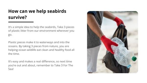 Sensational Sensory Seabirds Education Presentation — slide 9