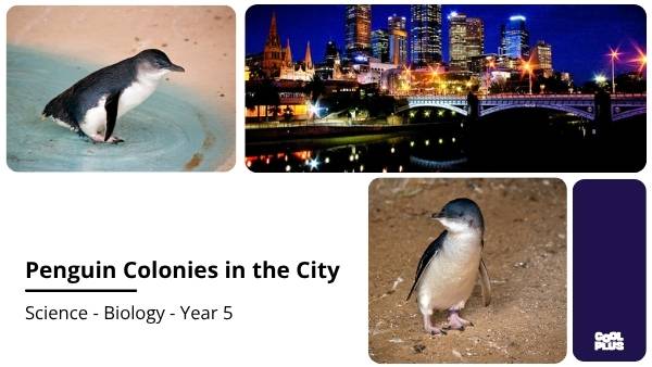 Penguin Colonies in the City Education Presentation — slide 1