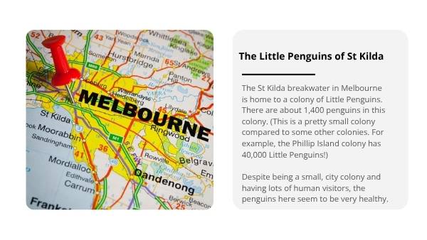 Penguin Colonies in the City Education Presentation — slide 6