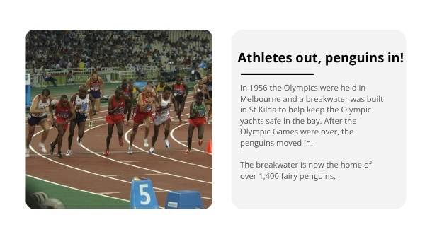 Penguin Colonies in the City Education Presentation — slide 8