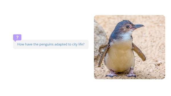 Penguin Colonies in the City Education Presentation — slide 9