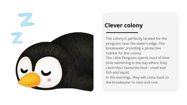 Penguin Colonies in the City Education Presentation — slide 10
