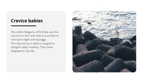 Penguin Colonies in the City Education Presentation — slide 11