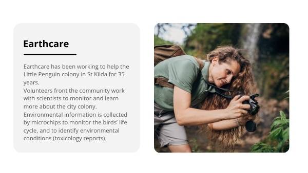 Penguin Colonies in the City Education Presentation — slide 12