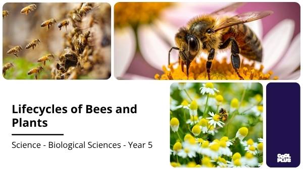 Lifecycles of Bees and Plants Education Presentation — slide 1