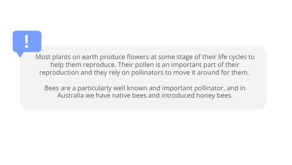 Lifecycles of Bees and Plants Education Presentation — slide 3
