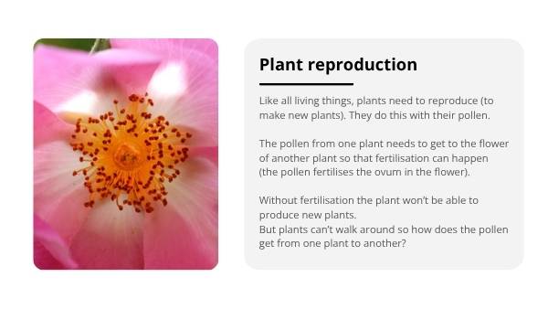 Lifecycles of Bees and Plants Education Presentation — slide 4