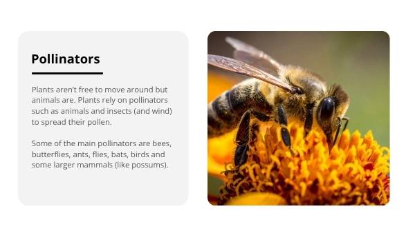 Lifecycles of Bees and Plants Education Presentation — slide 5