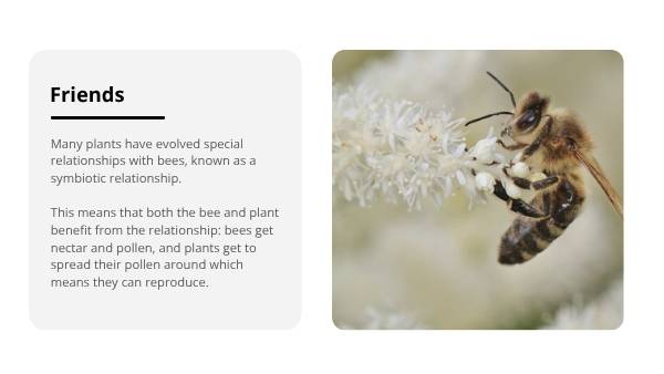 Lifecycles of Bees and Plants Education Presentation — slide 6