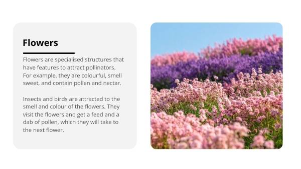 Lifecycles of Bees and Plants Education Presentation — slide 7