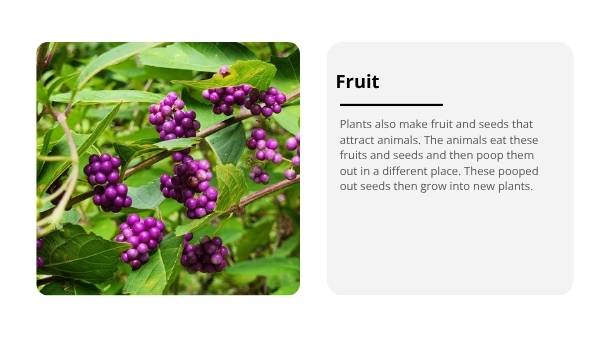 Lifecycles of Bees and Plants Education Presentation — slide 8