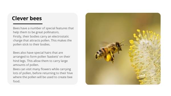 Lifecycles of Bees and Plants Education Presentation — slide 9