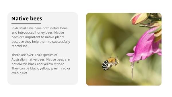 Lifecycles of Bees and Plants Education Presentation — slide 11