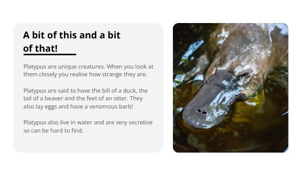 Investigating the Platypus Education Presentation — slide 4