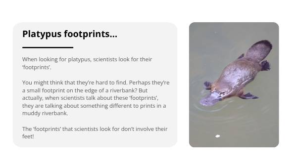 Investigating the Platypus Education Presentation — slide 5