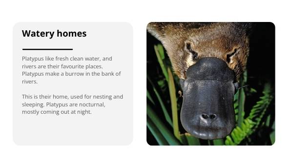 Investigating the Platypus Education Presentation — slide 6
