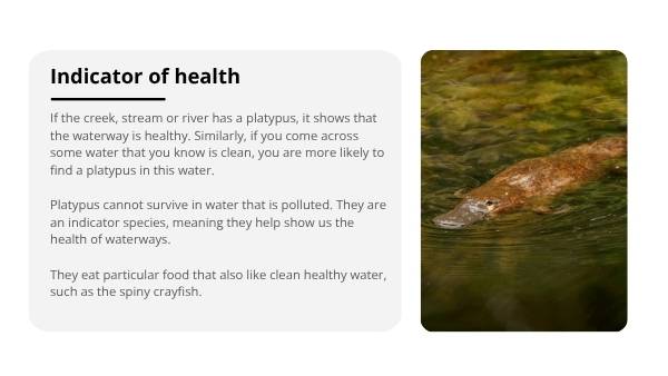 Investigating the Platypus Education Presentation — slide 7