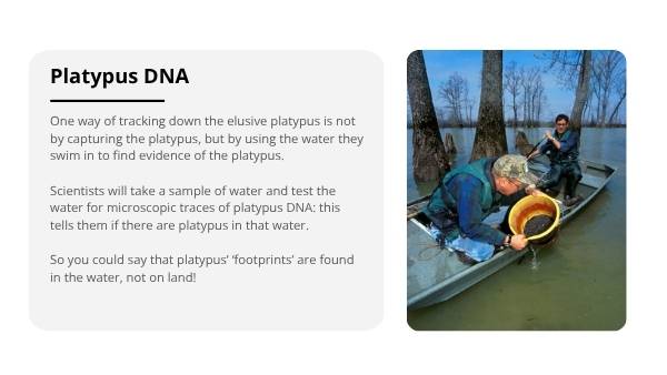 Investigating the Platypus Education Presentation — slide 9