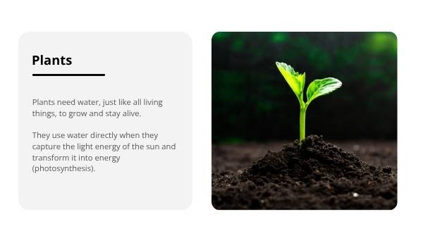 Water for Plants and Animals Education Presentation — slide 7