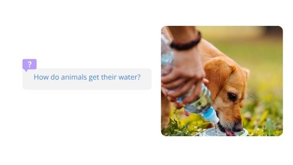 Water for Plants and Animals Education Presentation — slide 10