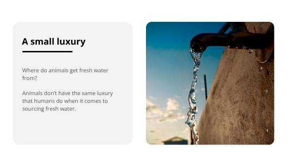 Water for Plants and Animals Education Presentation — slide 11