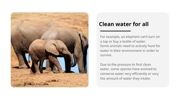 Water for Plants and Animals Education Presentation — slide 12