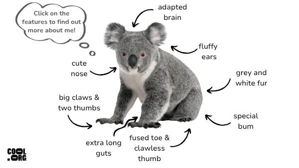 Koala Features Presentation — slide 2