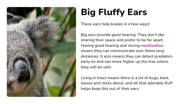 Koala Features Presentation — slide 3