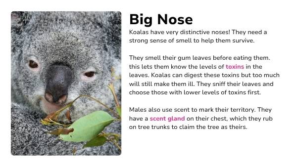 Koala Features Presentation — slide 4