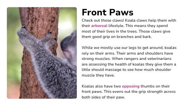 Koala Features Presentation — slide 5