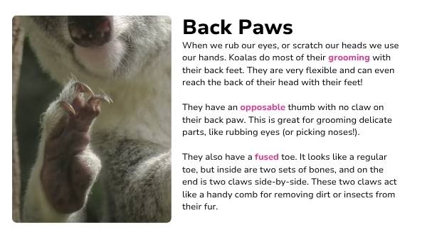 Koala Features Presentation — slide 6