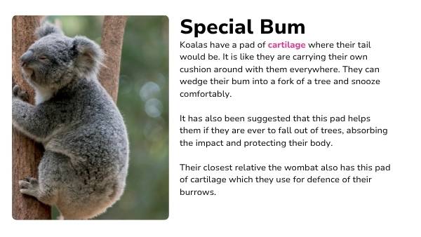 Koala Features Presentation — slide 7